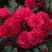Роза РАДОСТЬ САДОВНИКА (ГАРТЕН ФРОЙДЕ) почвопокровная в Лиде