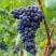 Виноград МУКУЗАНИ в Лиде