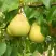Груша ВЕЛИКАЯ ЛЕТНЯЯ (БОЛЬШАЯ ЛЕТНЯЯ) в Лиде
