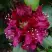 Рододендрон КАЛИ в Лиде