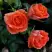 Роза ОРАНЖ ДЖЕВЕЛ миниатюрная в Лиде