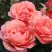 Роза КОРАЛ ЛИОНС РОУЗ флорибунда в Лиде