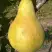 Груша КОНКОРД в Лиде