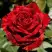 Роза РЕД ИНТУИШН чайно-гибридная в Лиде