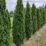 Туя ДЕГРУТ СПАЙР западная в Лиде