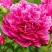 Пион НОЧНЫЕ ГРЕЗЫ древовидный в Лиде