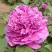 Пион ОРНАМЕНТ древовидный в Лиде