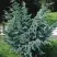 Можжевельник БЛЮ АЛЬПС китайский  в Лиде