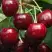 Черешня ГРОНКАВАЯ в Лиде