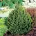 Ель КОМПАКТА обыкновенная в Лиде