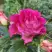 Роза БРЕРА флорибунда в Лиде