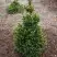 Ель ВИЛС ЦВЕРГ обыкновенная в Лиде