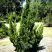 Можжевельник КАЙЗУКА китайский в Лиде