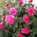 Роза МАЛИНОВЫЙ ЗВОН чайно-гибридная в Лиде