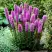 Лиатрис РОЗЕА колосковая в Лиде
