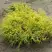 Кипарисовик ГОЛДЕН МОП горохоплодный в Лиде