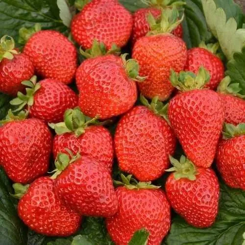 Клубника САН АНДРЕАС ремонтантная  Клубника САН АНДРЕАС ремонтантная в Лиде