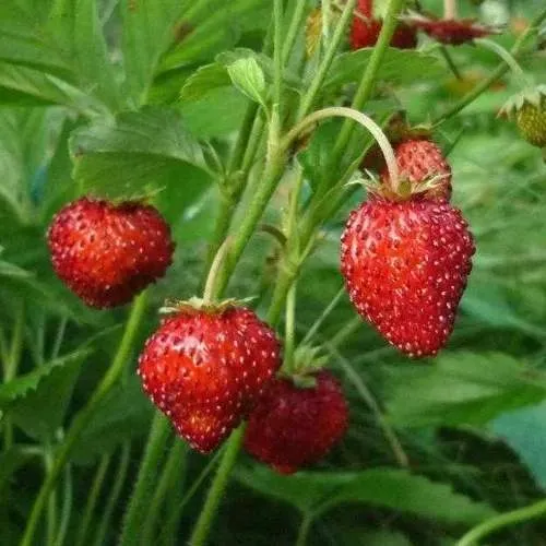 Земляника АЛЬПИЙСКАЯ  Земляника АЛЬПИЙСКАЯ в Лиде