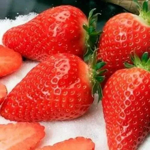 Клубника АЛЬБА  Клубника АЛЬБА в Лиде