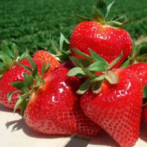 Клубника ДЖОЛИ  Клубника ДЖОЛИ в Лиде