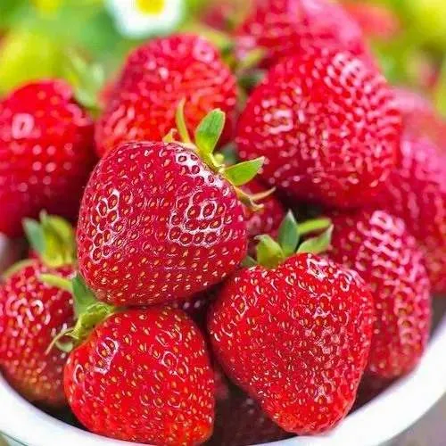 Клубника СИЛЬВИЯ  Клубника СИЛЬВИЯ в Лиде