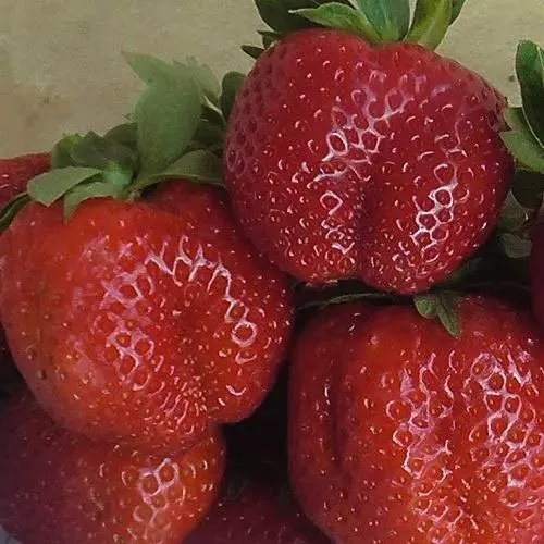 Клубника ДЕСТЕНИ  Клубника ДЕСТЕНИ в Лиде