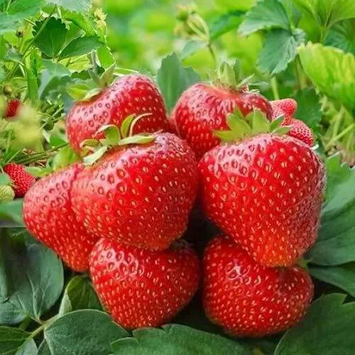 Клубника КИМБЕРЛИ  Клубника КИМБЕРЛИ в Лиде