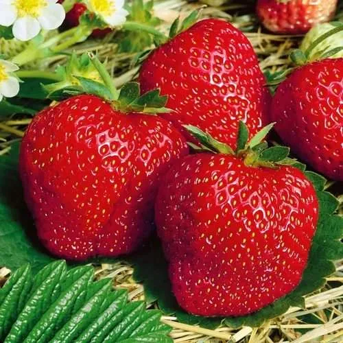 Клубника ВИМА ЗАНТА  Клубника ВИМА ЗАНТА в Лиде