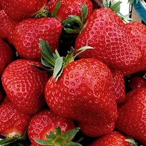 Клубника КЛЕРИ  Клубника КЛЕРИ в Лиде