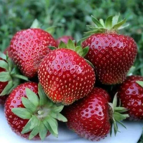 Клубника МАЛЬВИНА  Клубника МАЛЬВИНА в Лиде