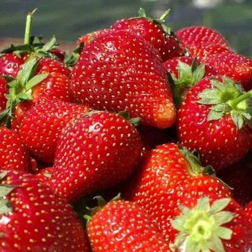 Клубника ПИРЧИНКЬЮ  Клубника ПИРЧИНКЬЮ в Лиде