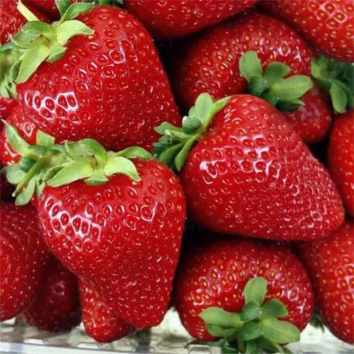 Клубника СКАЛА  Клубника СКАЛА в Лиде