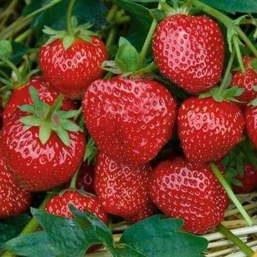 Клубника СЕЛЬВА ремонтантная  Клубника СЕЛЬВА ремонтантная в Лиде