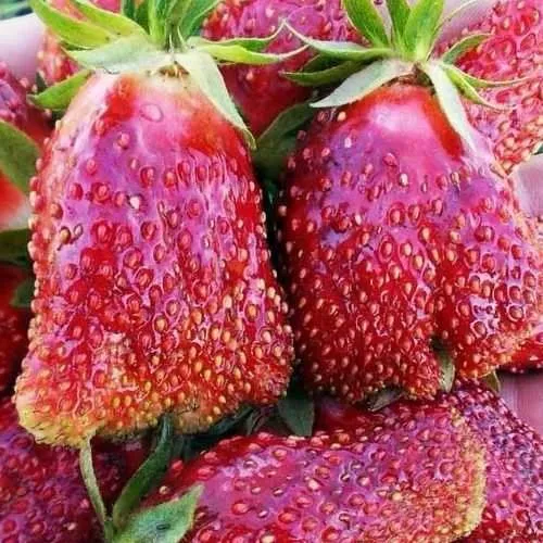 Клубника КУПЧИХА  Клубника КУПЧИХА в Лиде