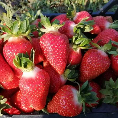 Клубника ЛЮЧИЯ  Клубника ЛЮЧИЯ в Лиде