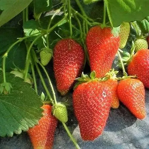 Клубника РОКСАНА  Клубника РОКСАНА в Лиде