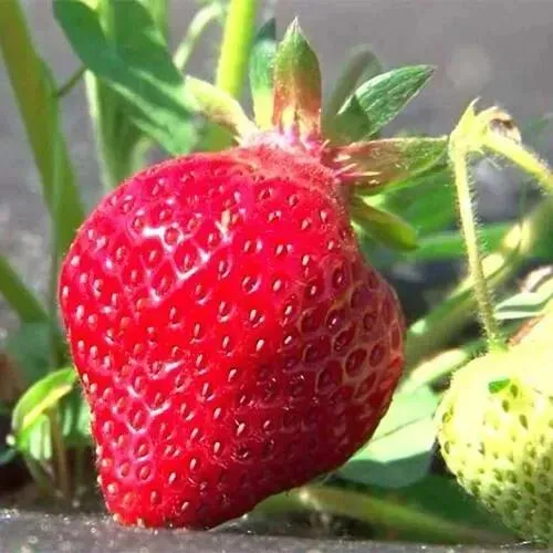 Клубника ХОНЕЙ  Клубника ХОНЕЙ в Лиде