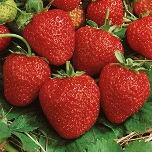 Клубника КОРОНА  Клубника КОРОНА в Лиде