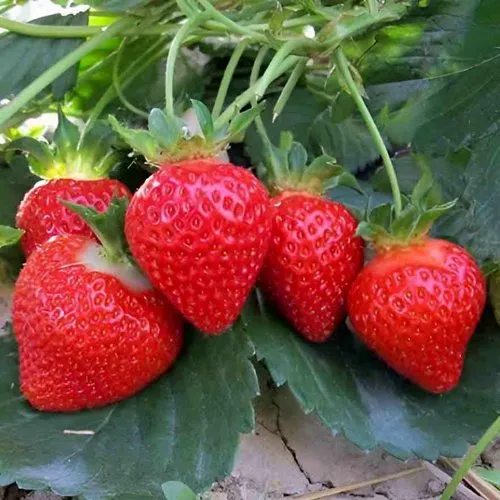 Клубника ТЕА  Клубника ТЕА в Лиде