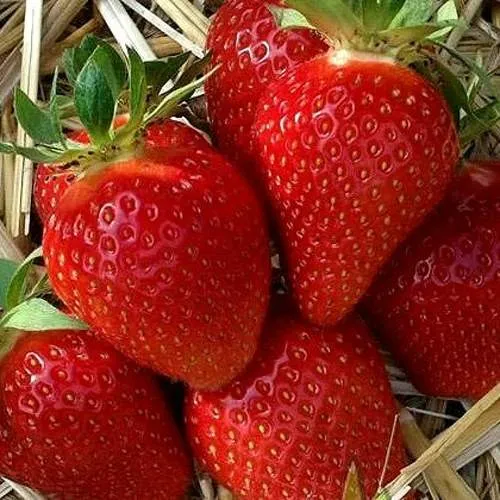 Клубника СИБИЛЛА  Клубника СИБИЛЛА в Лиде