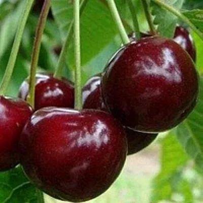 Вишня МИЛАВИЦА  Вишня МИЛАВИЦА в Лиде