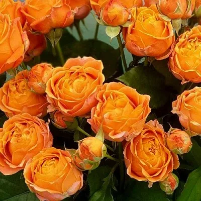 Роза КОРАЛ БАБЛС спрей  Роза КОРАЛ БАБЛС спрей в Лиде