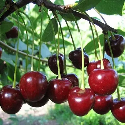 Вишня БЫСТРИНКА  Вишня БЫСТРИНКА в Лиде