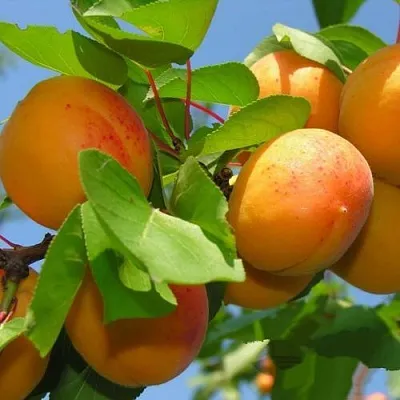 Абрикос КИЕВСКИЙ РАННИЙ  Абрикос КИЕВСКИЙ РАННИЙ в Лиде