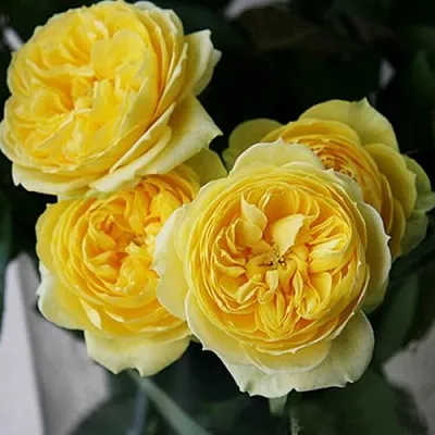 Роза КАТАЛИНА спрей  Роза КАТАЛИНА спрей в Лиде