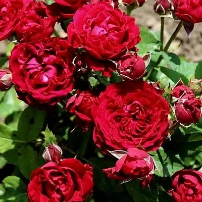 Роза ТАМАНГО спрей  Роза ТАМАНГО спрей в Лиде