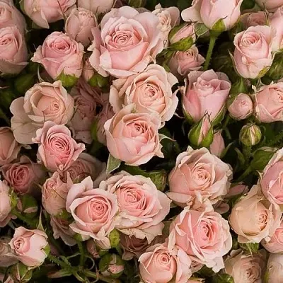 Роза ОДИЛЛИЯ спрей  Роза ОДИЛЛИЯ спрей в Лиде