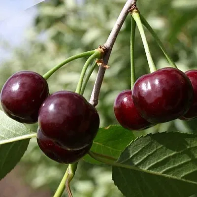 Вишня ЖАДАНА  Вишня ЖАДАНА в Лиде