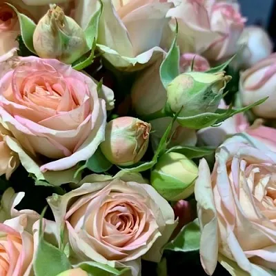 Роза АЗОРЕ спрей  Роза АЗОРЕ спрей в Лиде