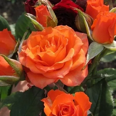 Роза АЛЕГРИЯ спрей  Роза АЛЕГРИЯ спрей в Лиде